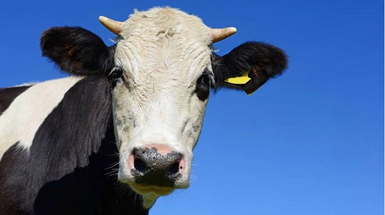 Danska uvodi porez na emisiju stoke, farmeri će plaćati 90 eura po kravi